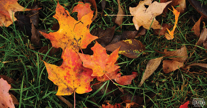 Why Do Leaves Change Color in the Fall? | Iowa DNR